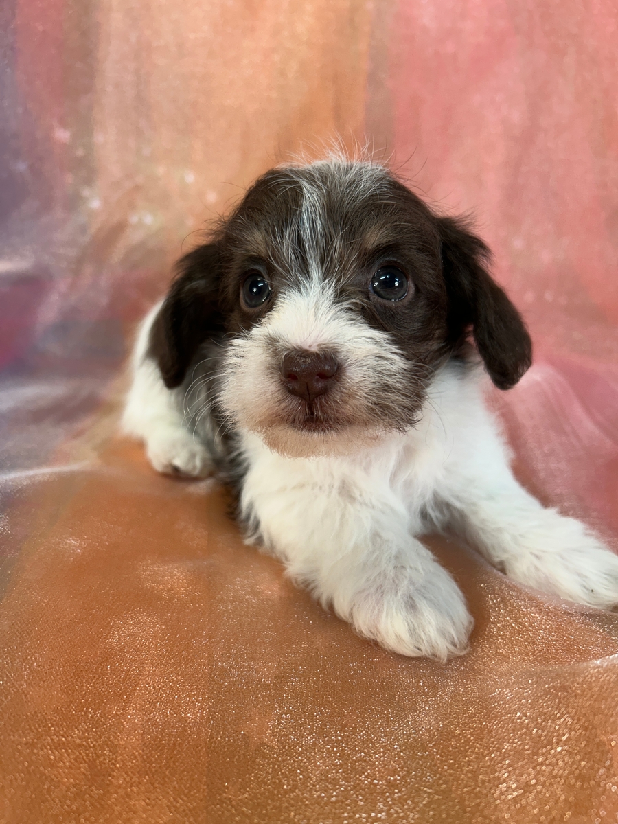 Miniature Schnoodle Puppy Born 12-3-2024 $950